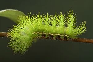 Moth - Caterpillar is very urticant - South America