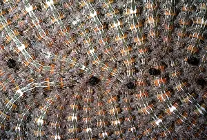 Moth Caterpillars AW 3214 Group of Bombycine. Carauari, Rio Jurua, Brazil. © Adrian Warren / ARDEA LONDON