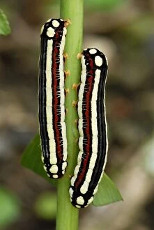 Images Dated 21st September 2007: Moth caterpillars - ColUn - Departamento Putumayo - Colombia