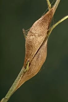 Moth - Chrysalid