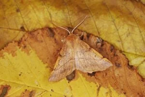MOTH - Feathered Thorn - resting, autumn species showing seasonal camouflage