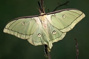 Moth - Female