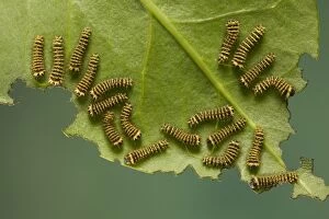 Images Dated 18th March 2005: Moth - group of caterpillars feeding on leaf