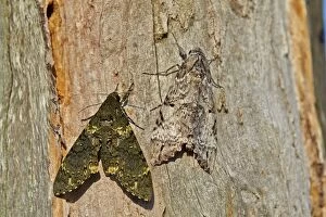 Moth perched on a tree Camouflage Amazonas state