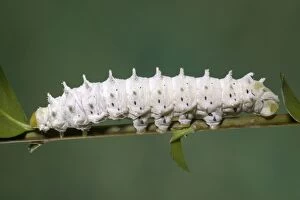 Moth - Philosamia ricini