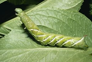 MOTH - TOMATO HORNWORM, larvae of Five-Spotted HAWK-MOTH