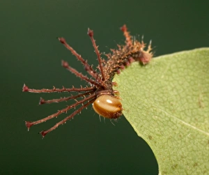 Images Dated 22nd March 2005: Moth - Young caterpillar (L1). Mexico to Panama