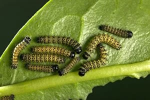 Moth - Young caterpillars of the hybridation Philosamia