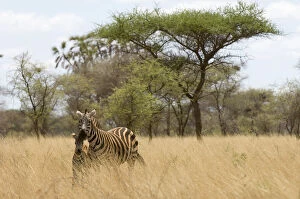 Images Dated 27th January 2010: Mother and child zebras at the Meru National