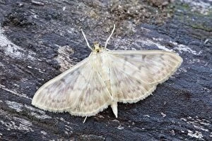 Images Dated 11th August 2013: Mother of Pearl Moth