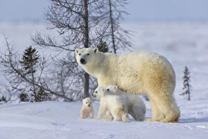 Mother polar bear with three cubs