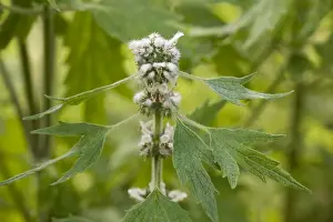 Motherwort (Leonurus cardiaca). E. Europe