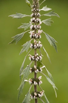 Images Dated 4th July 2007: Motherwort (Leonurus cardiaca) in flower. Widely used herb in child-birth, Romania
