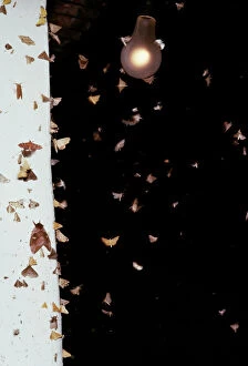 Lepidoptera Gallery: MOTHS - swarming around lamp