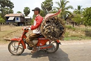 Motorcyclist carrying Cambodia Pigs on a motorbike