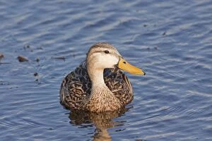 Images Dated 2nd January 2008: Mottled Duck