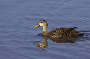 Mottled Duck Ding Darling NWR, florida, USA BI000118