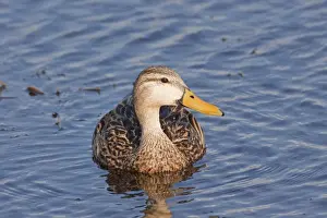 Mottled Prints: Mottled Duck - Jan - Florida - USA