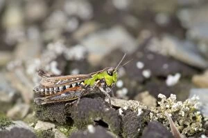 Images Dated 31st August 2012: Mottled Grasshopper
