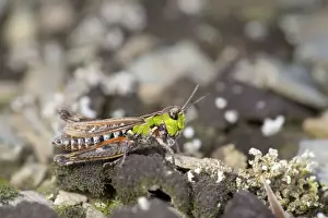 Grasshoppers Prints: Mottled Grasshopper - Cornwall - UK