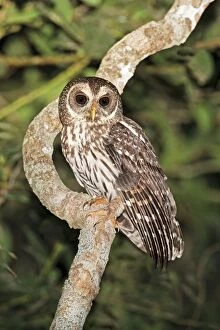 Images Dated 27th March 2009: Mottled Owl