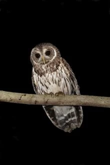 Images Dated 27th March 2009: Mottled Owl - Nayarit