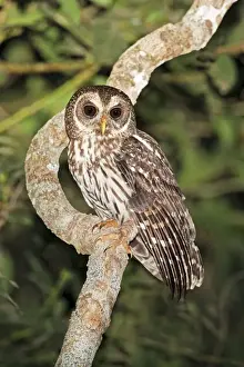 Nocternal Prints: Mottled Owl. Nayarit, Mexico in March