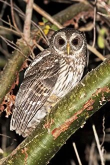 Images Dated 25th March 2009: Mottled Owl. Nayarit, Mexico in March