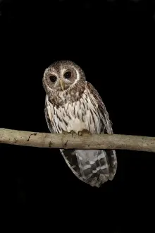 Mottled Owl - Nayarit - Mexico in March