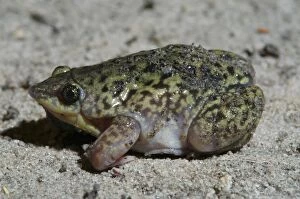Mottled Shovel-nosed Frog - Close up