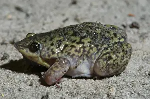 Southern Africa Prints: Mottled Shovel-nosed Frog - Close up Botswana Africa