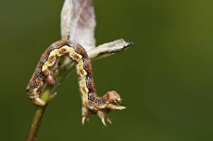 Images Dated 17th May 2012: Mottled Umber Caterpillar