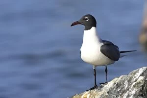 Images Dated 22nd February 2006: mouette atricille. Laughing Gull. Larus atricilla