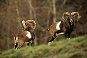 Mouflons Prints: Mouflon
