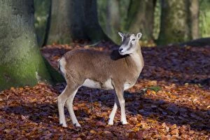 Images Dated 7th November 2010: Mouflon adult ewe in autumn Germany