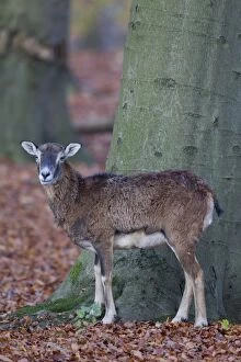 Images Dated 12th November 2011: Mouflon adult ewe in autumn Germany