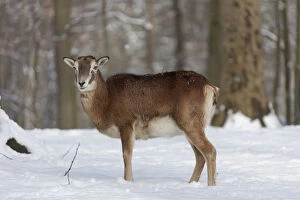 Bovid Gallery: Mouflon - ewe in snow - Germany