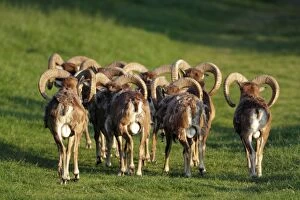 Images Dated 25th June 2010: Mouflon - herd of rams from behind - Hessen - Germany