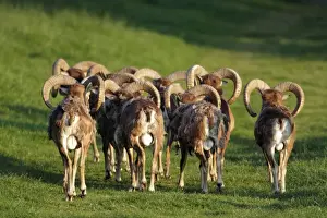 Mouflons Prints: Mouflon - herd of rams from behind - Hessen - Germany