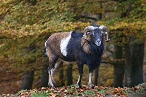 Images Dated 25th October 2012: Mouflon - male in forest