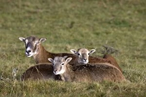 Images Dated 24th October 2012: Mouflon - mother with young