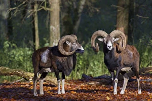 Bovid Gallery: Mouflon - ram in autumn - Germany