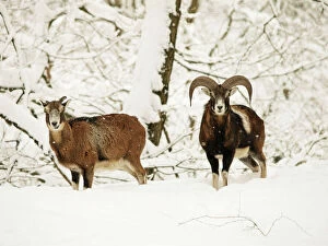 Mouflon ram and sheep in snow