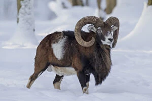 Bovid Gallery: Mouflon - ram in snow - Germany