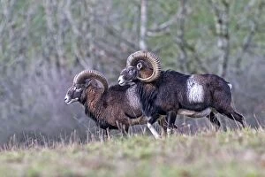 Images Dated 4th December 2012: Mouflon Rams. Haute Saone, France