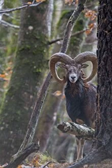 Images Dated 5th December 2012: Mouflon Rams. Haute Saone, France