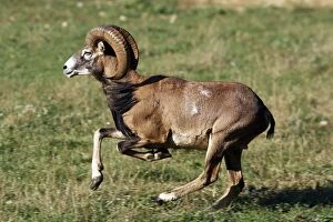 Images Dated 7th July 2006: Mouflon - running. France