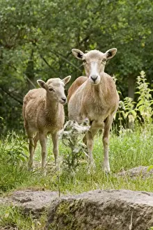 Mouflons Prints: Mouflon Sheep - adult & juvenile