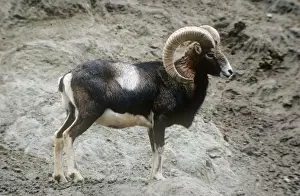 Mouflon Sheep - male