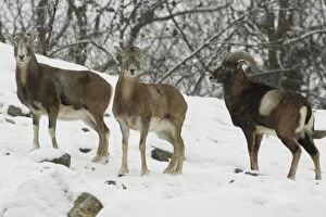 Mouflon Sheep - Ram (right) and ewes in snow covered woodland in winter